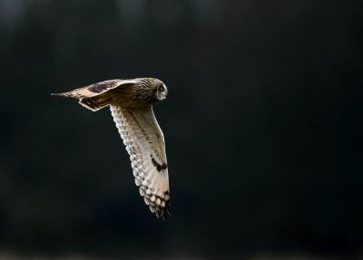 Bird Photography Competition