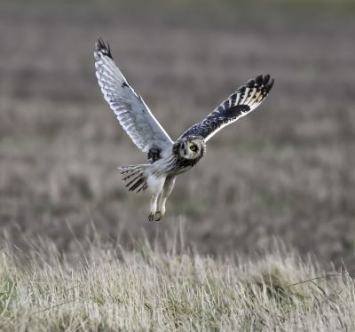 Bird Photography Competition