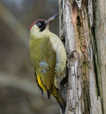 Bird Photography Competition