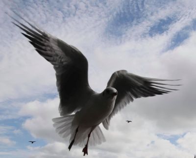 Bird Photography Competition