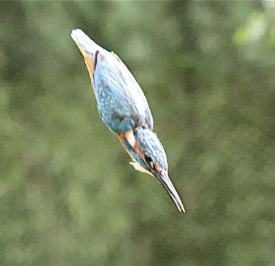 Bird Photography Competition