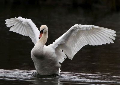 Bird Photography Competition