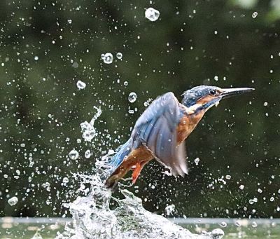 Bird Photography Competition