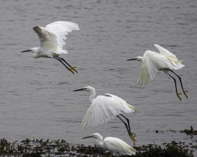 Bird Photography Competition