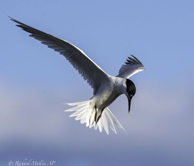 Bird Photography Competition