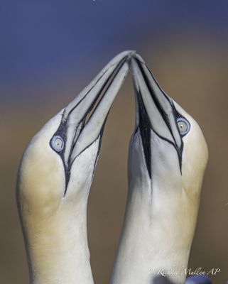 Bird Photography Competition