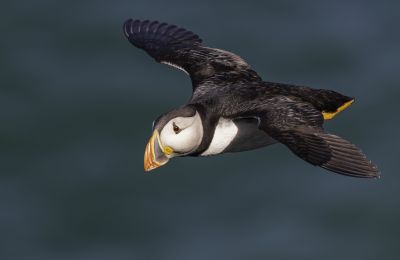 Bird Photography Competition