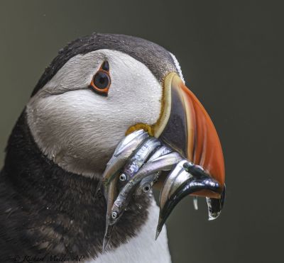 Bird Photography Competition