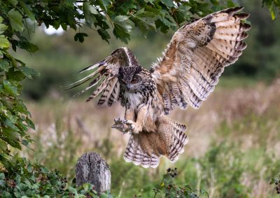 Bird Photography Competition