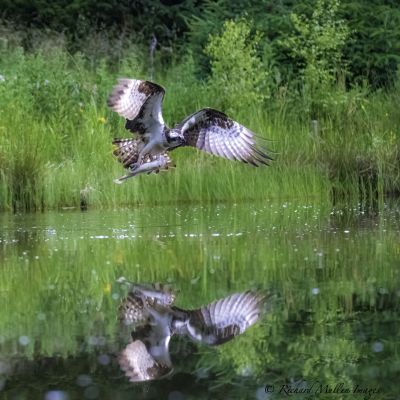 Bird Photography Competition