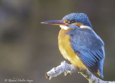 Bird Photography Competition