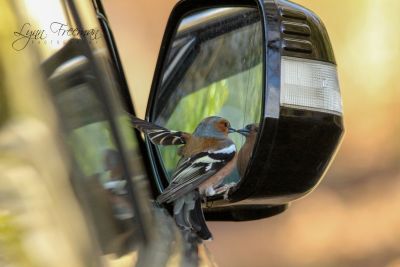 Bird Photography Competition