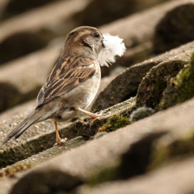 Bird Photography Competition