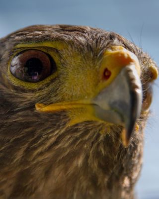 Bird Photography Competition