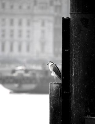 Bird Photography Competition