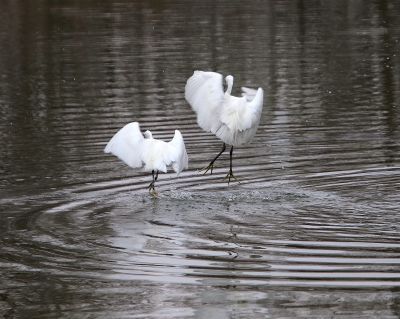 Bird Photography Competition