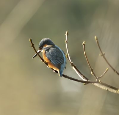 Bird Photography Competition