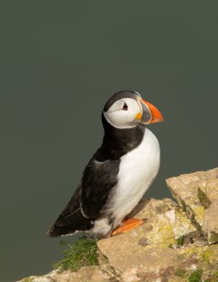 Bird Photography Competition