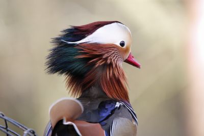 Bird Photography Competition