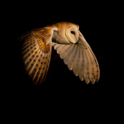 Bird Photography Competition