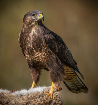 Bird Photography Competition