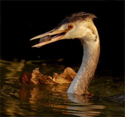 Bird Photography Competition