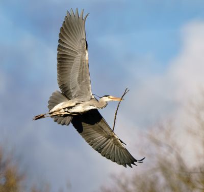 Bird Photography Competition