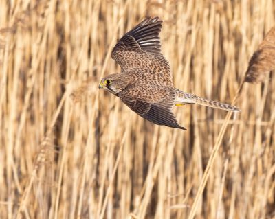 Bird Photography Competition
