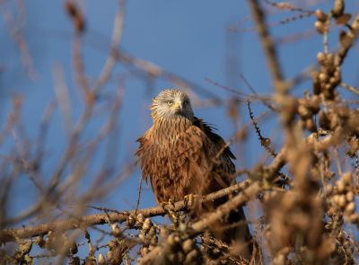 Bird Photography Competition