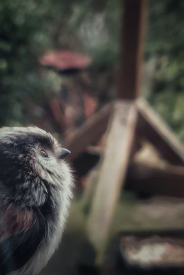 Bird Photography Competition