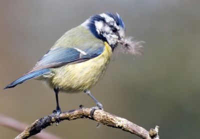Bird Photography Competition