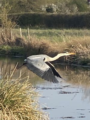 Bird Photography Competition