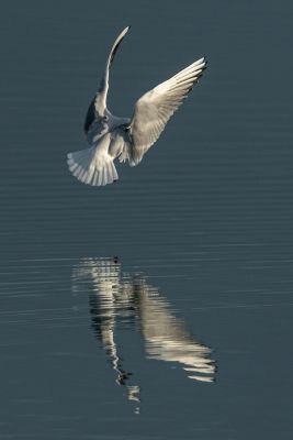 Bird Photography Competition