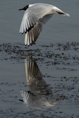 Bird Photography Competition