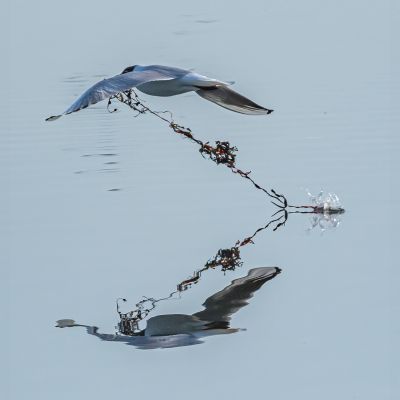 Bird Photography Competition
