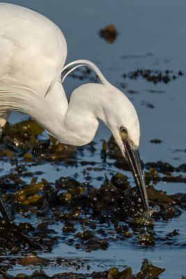 Bird Photography Competition