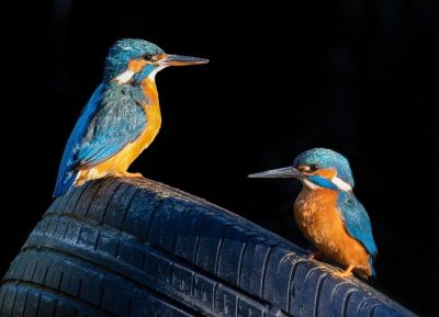 Bird Photography Competition
