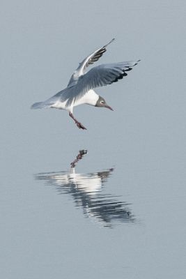 Bird Photography Competition