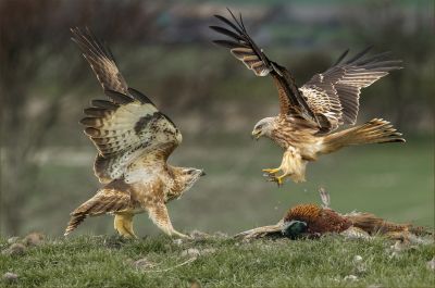 Bird Photography Competition