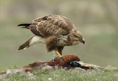 Bird Photography Competition