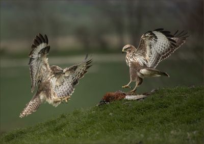 Bird Photography Competition