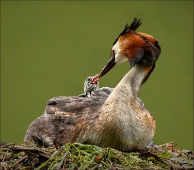 Bird Photography Competition