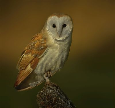 Bird Photography Competition