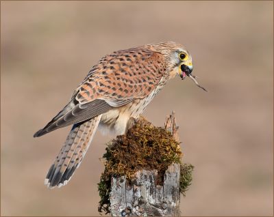 Bird Photography Competition