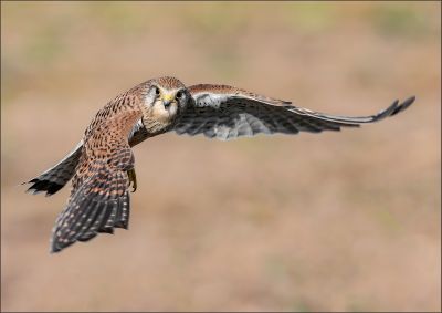 Bird Photography Competition
