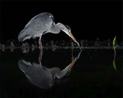 Bird Photography Competition
