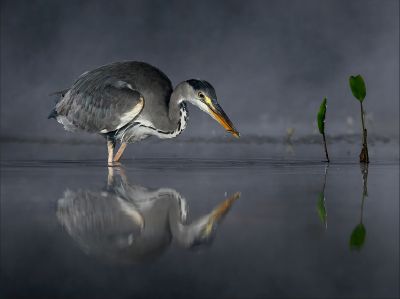 Bird Photography Competition
