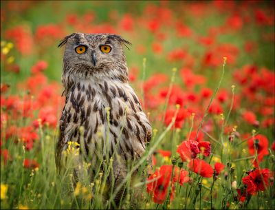 Bird Photography Competition