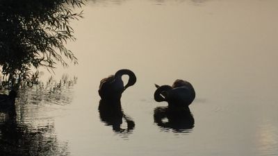 Bird Photography Competition