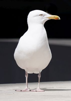Bird Photography Competition